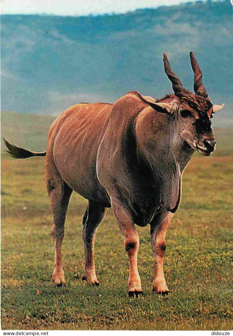 Animaux - Eland - Elandantiloop - Elenantilope - CPM - Voir Scans Recto-Verso - Other & Unclassified