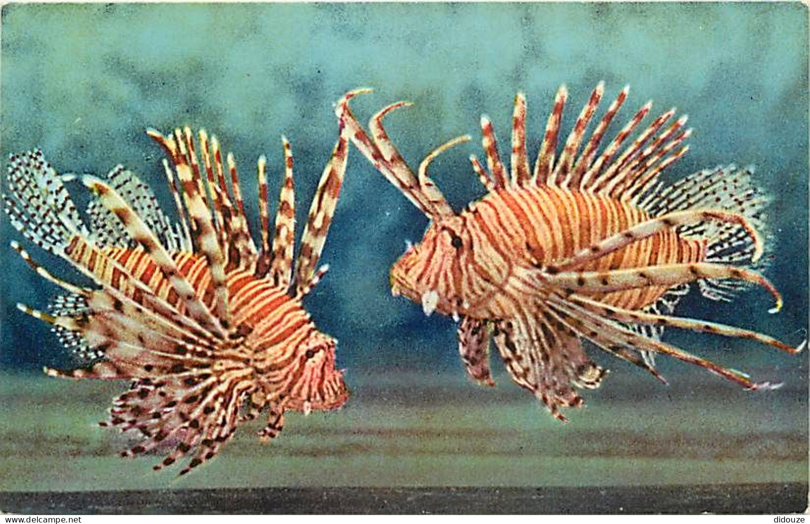 Animaux - Poissons - Musée Océanographique De Monaco - 11 - Pterois Volitans ( Rascasse Exotique ) - Carte Neuve - CPM - - Fische Und Schaltiere