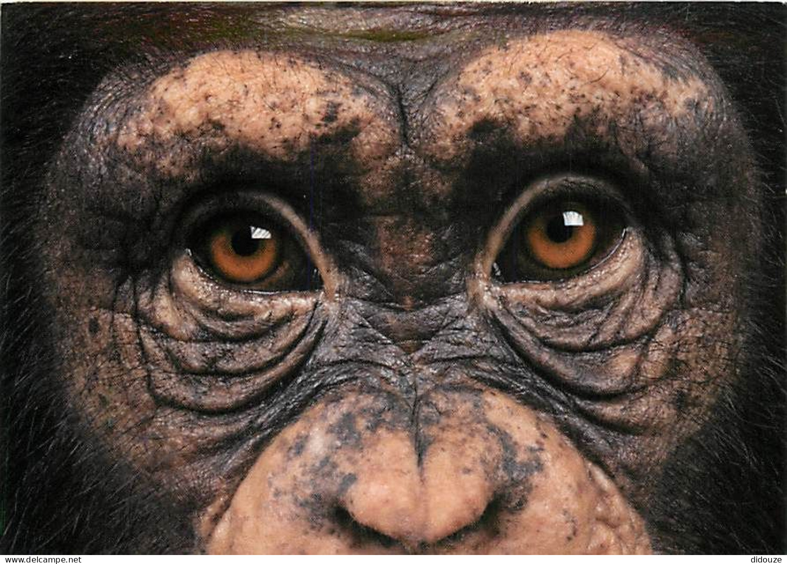 Animaux - Singes - Chimpanzé - Collection Pets'Cart - Carte Neuve - CPM - Voir Scans Recto-Verso - Monkeys