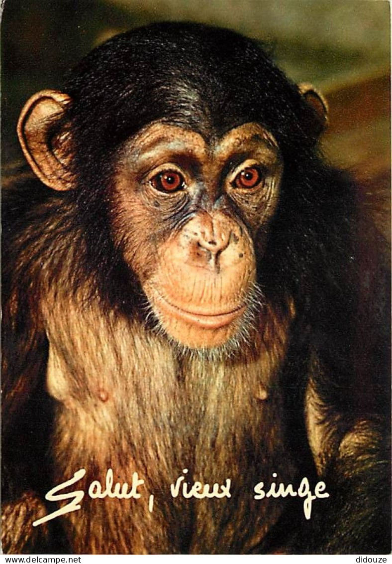 Animaux - Singes - Chimpanzé - Carte à Message - CPM - Voir Scans Recto-Verso - Apen