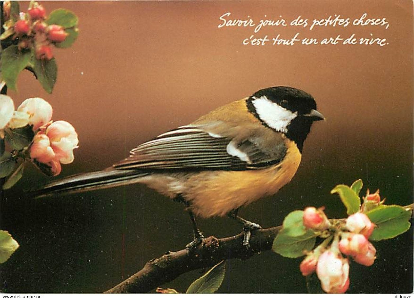 Animaux - Oiseaux - Mésange Charbonnière - Fleurs De Pommiers - Carte Neuve - CPM - Voir Scans Recto-Verso - Birds