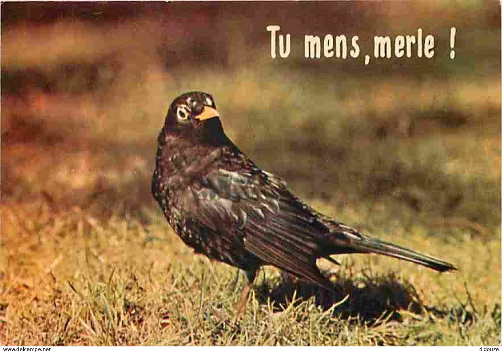 Animaux - Oiseaux - Merle - Carte Humoristique - CPM - Voir Scans Recto-Verso - Birds