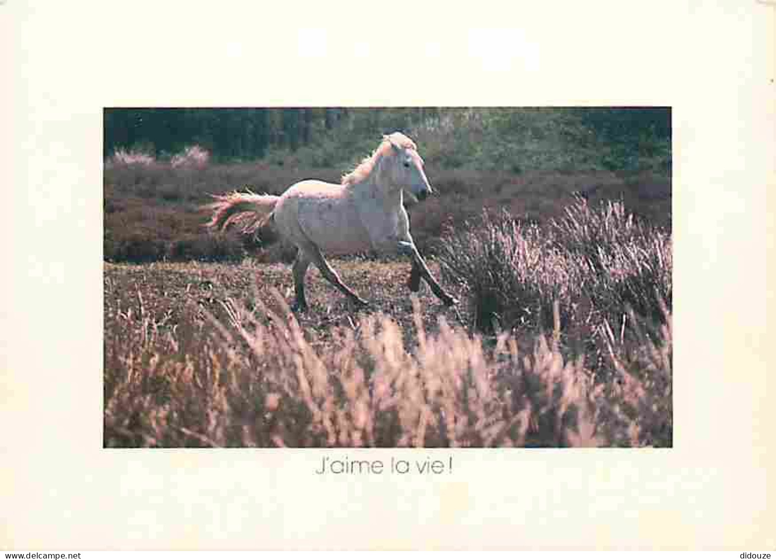 Animaux - Chevaux - Cheval Au Galop - Voir Scans Recto Verso  - Horses