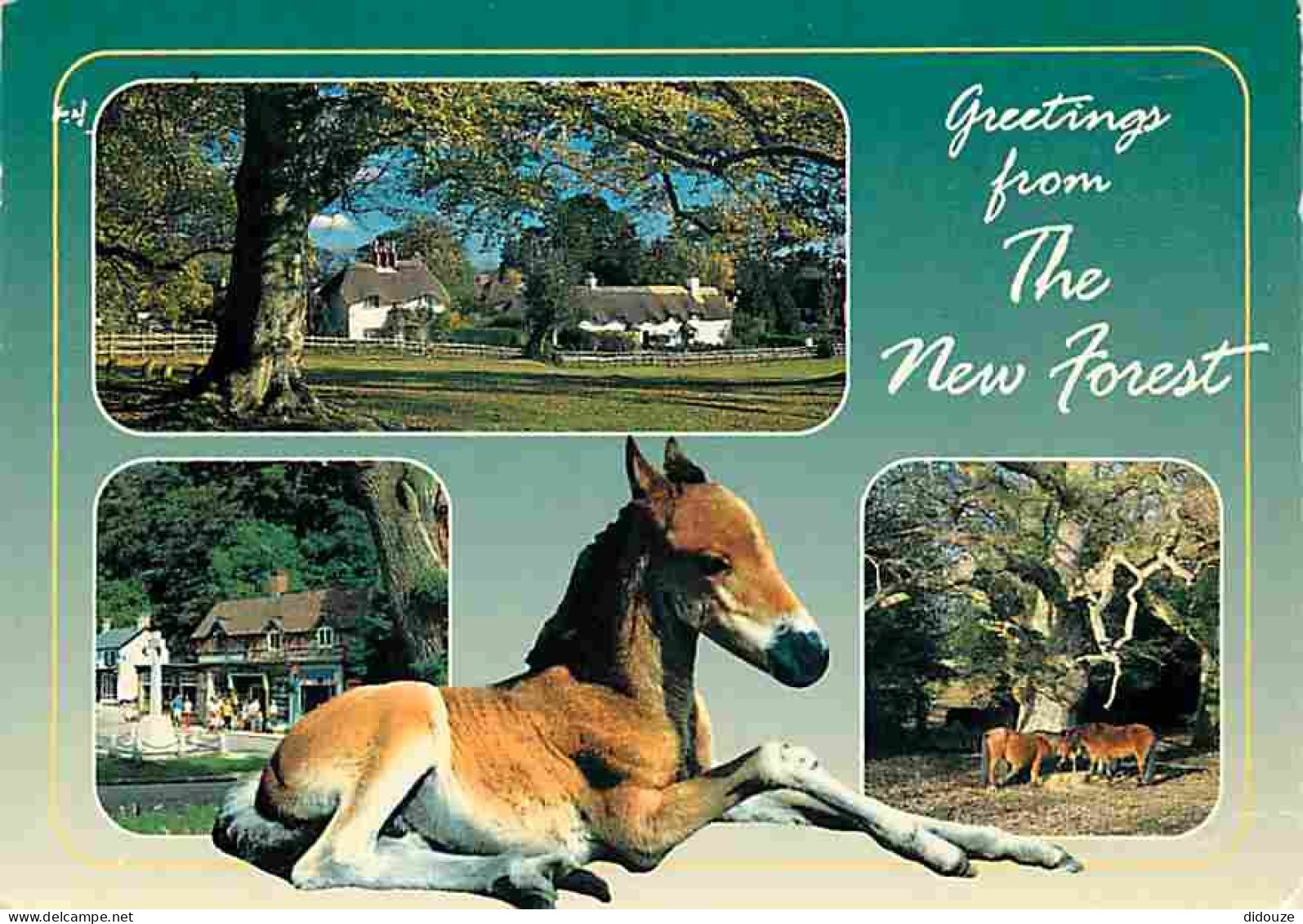Animaux - Chevaux - Royaume-Uni - New Forest - Multivues - Voir Scans Recto Verso  - Horses