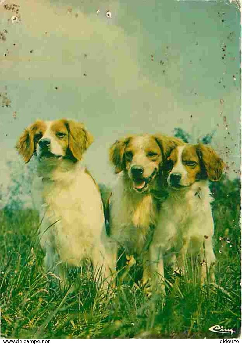 Animaux - Chiens - Epagneul Breton - CPM - Voir Scans Recto-Verso - Dogs