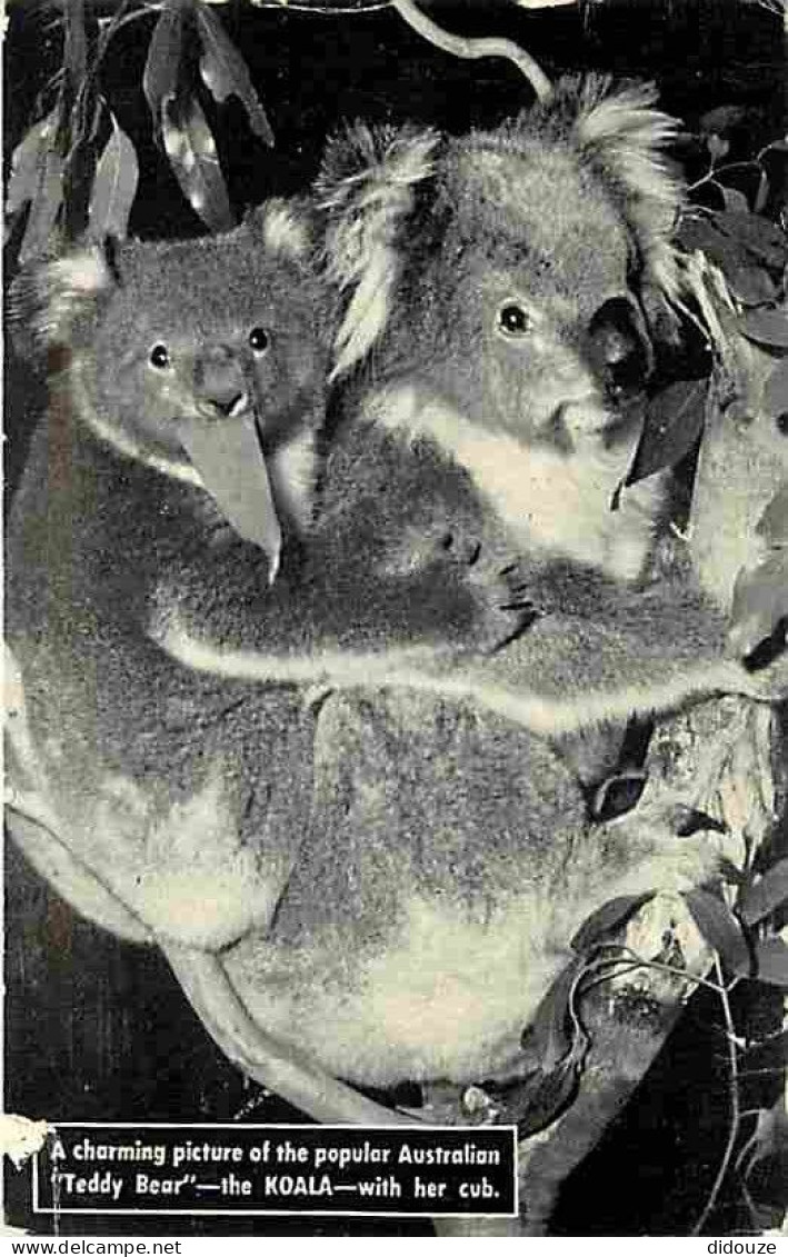 Animaux - Koalas - CPM - Voir Scans Recto-Verso - Other & Unclassified