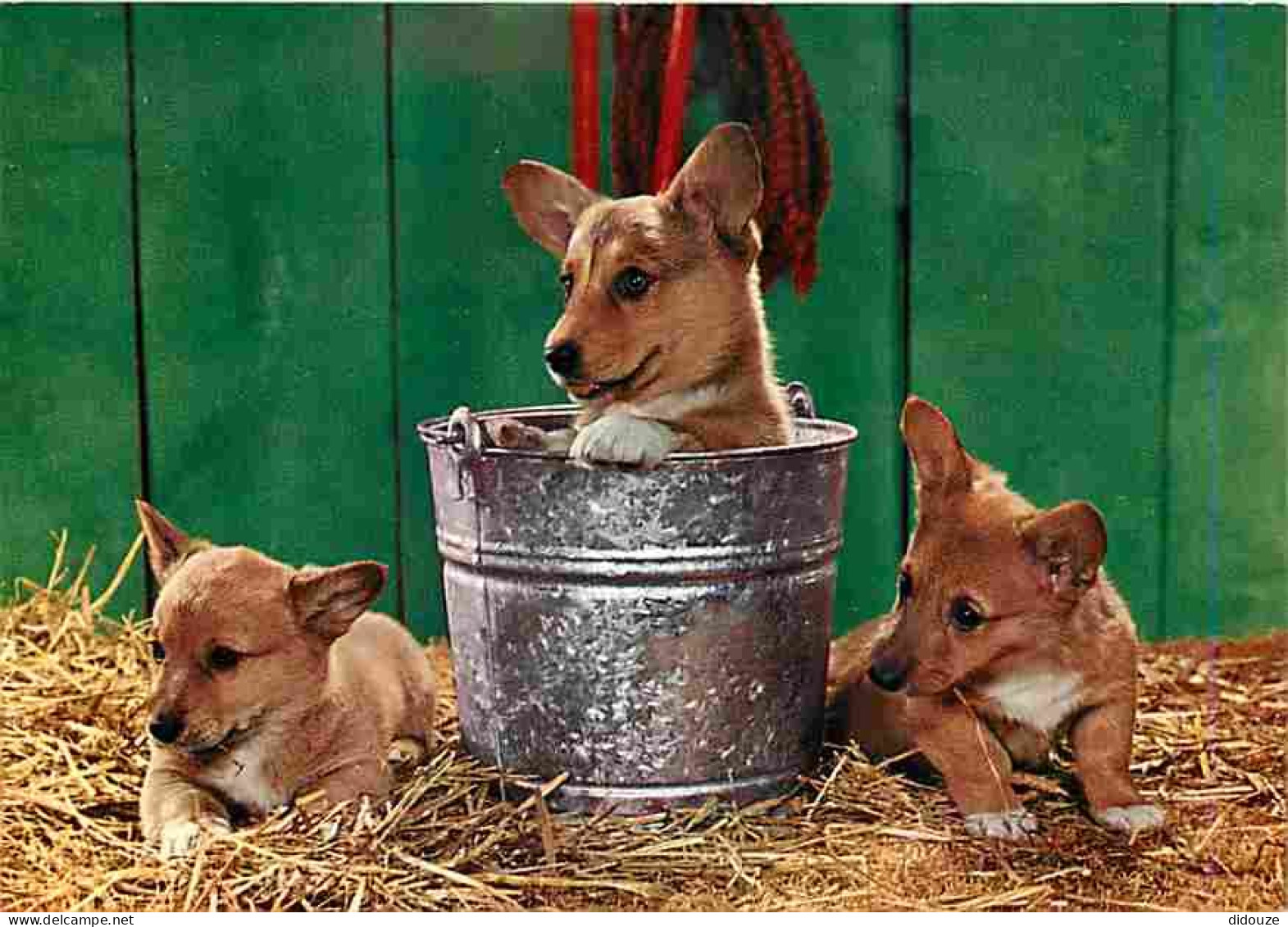 Animaux - Chiens - CPM - Voir Scans Recto-Verso - Dogs