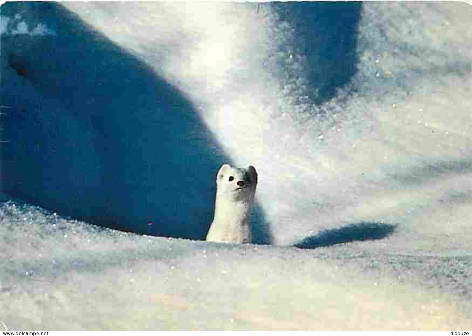 Animaux - Hermine - L'Hermine Des Neiges - CPM - Voir Scans Recto-Verso - Other & Unclassified