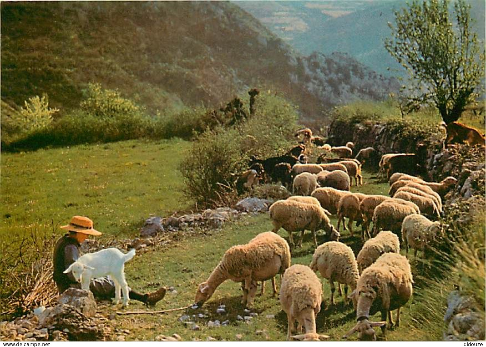 Animaux - Moutons - Bergère Avec Son Troupeau Et Sa Petite Biquette - CPM - Carte Neuve - Voir Scans Recto-Verso - Other & Unclassified