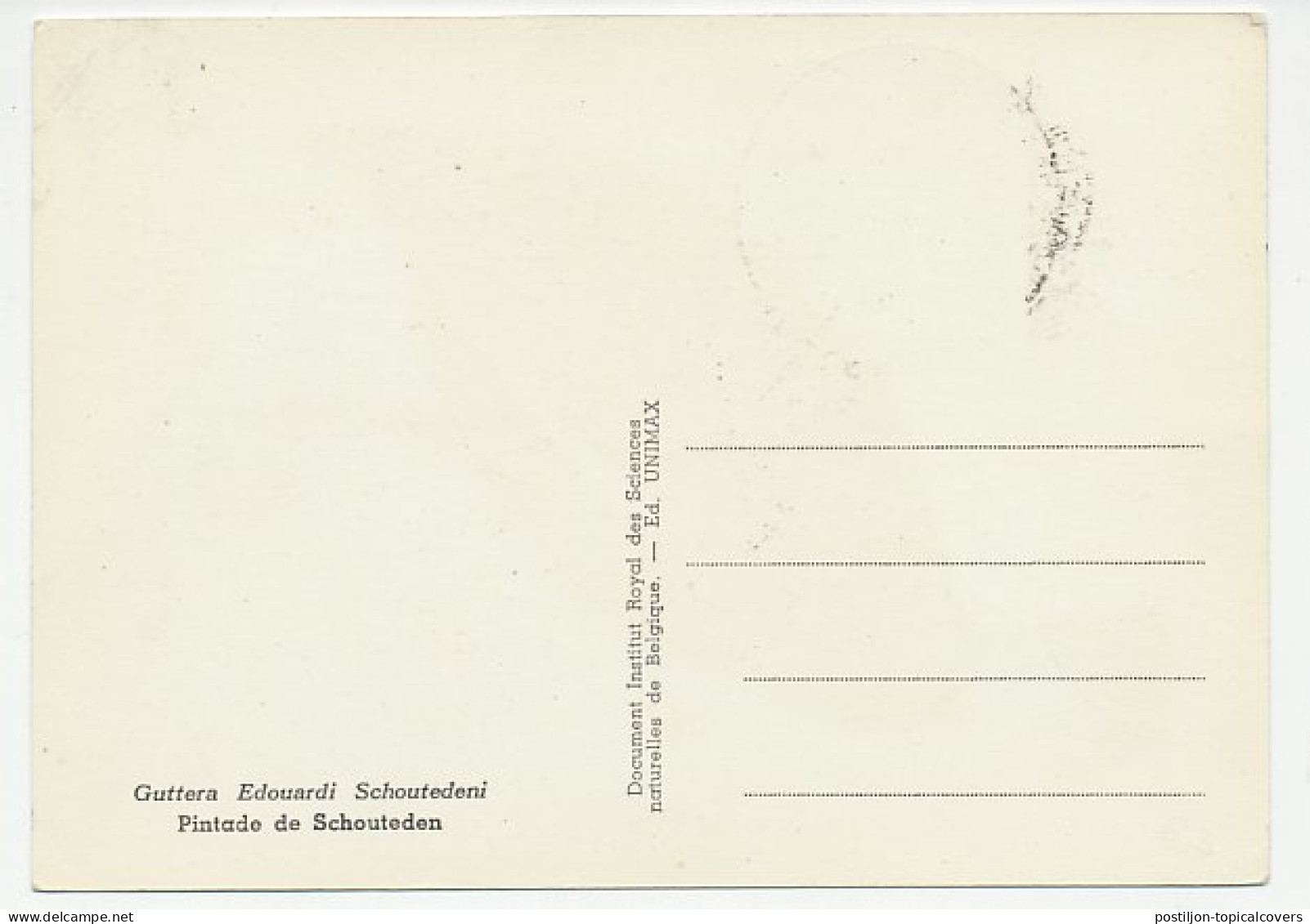 Maximum Card Congo 1963 Bird - Guttera - Guinea Fowl - Sonstige & Ohne Zuordnung