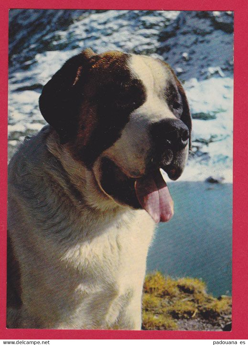 AD976 CHIEN ST BERNARD  - - Chiens