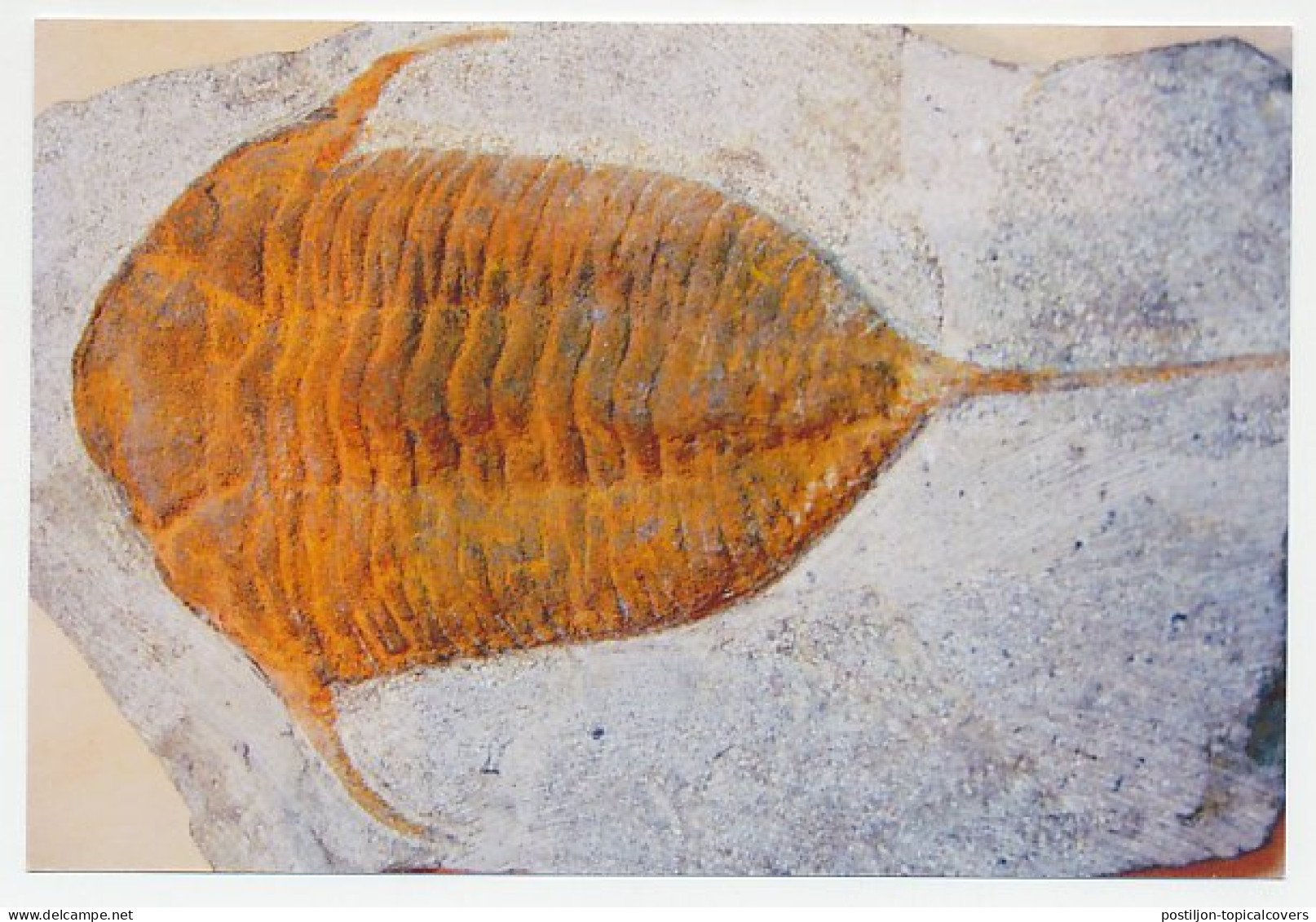 Postal Stationery China 2006 Fossil - Trilobite - Prehistory