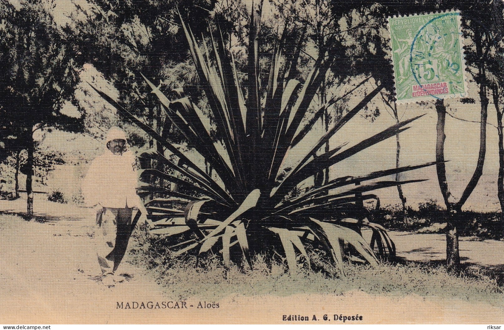 MADAGASCAR(TYPE) ALOES(CARTE TOILEE) ARBRE - Madagascar