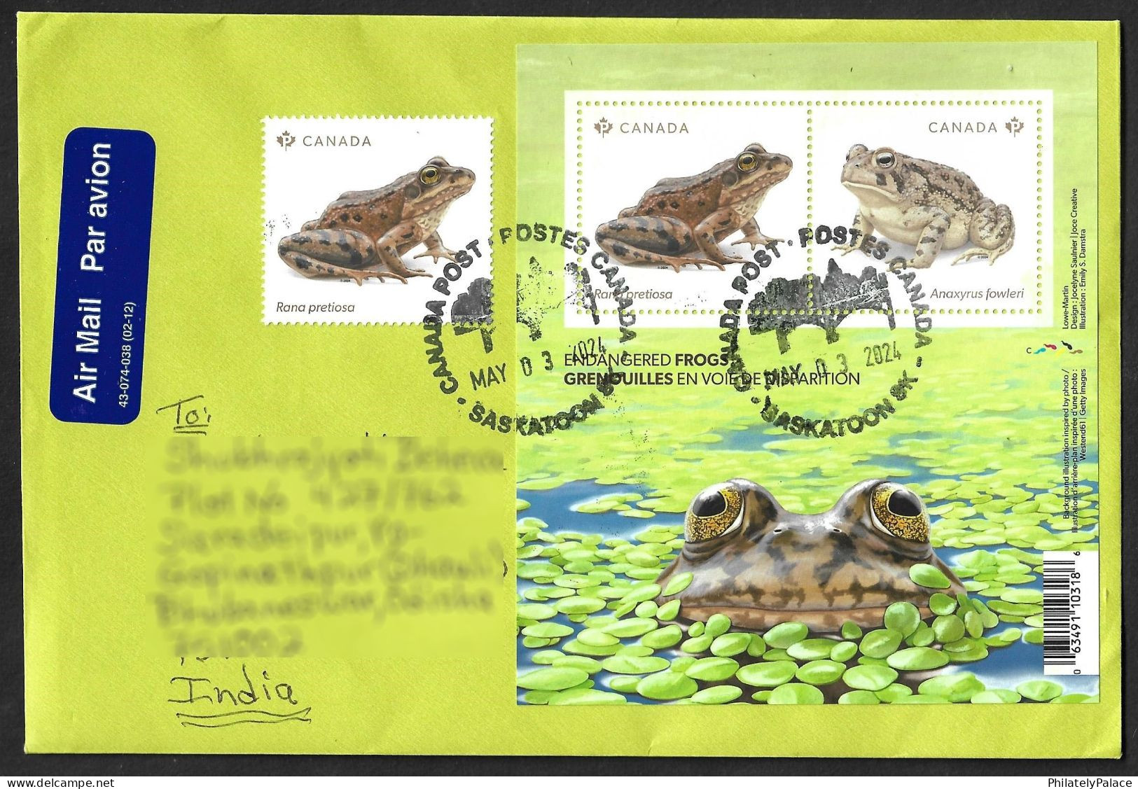 CANADA 2024, Endangered Animal, Reptile, Frog, Pond, Leaf, Miniature Sheet MS,Cover,Address To India (**) Inde Indien - Frogs