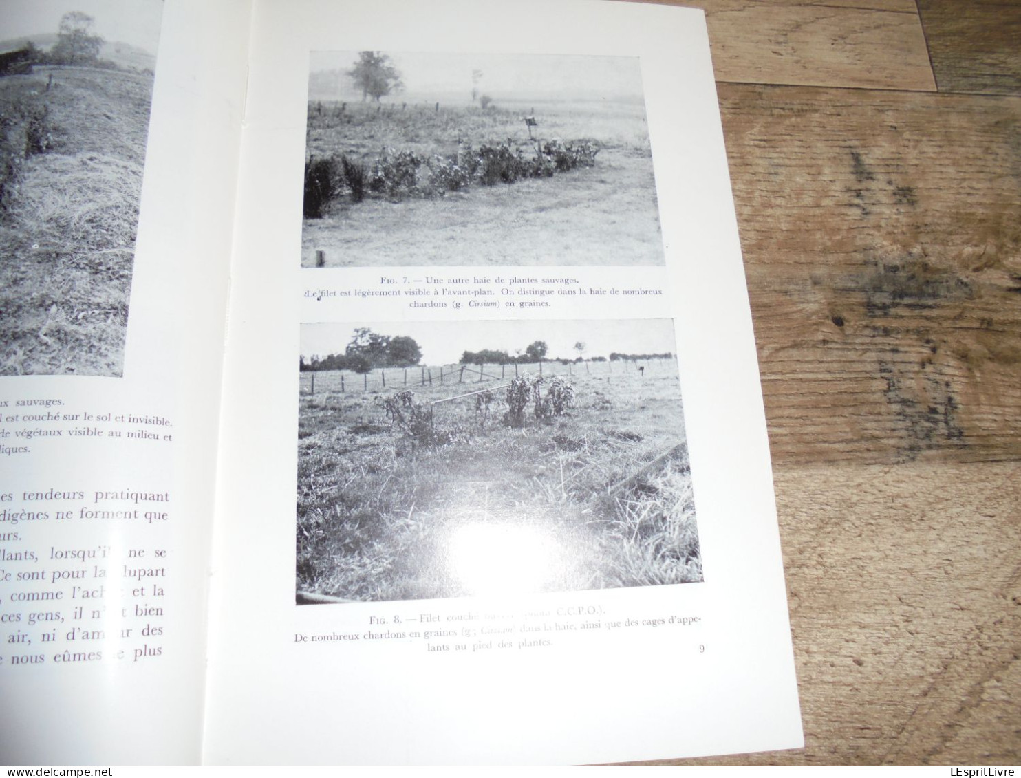 LES NATURALISTES BELGES N° 1 Année 1971 Régionalisme La Tenderie au Luxembourg Belge Oiseaux Sandre Hêtre Forêt Soignes