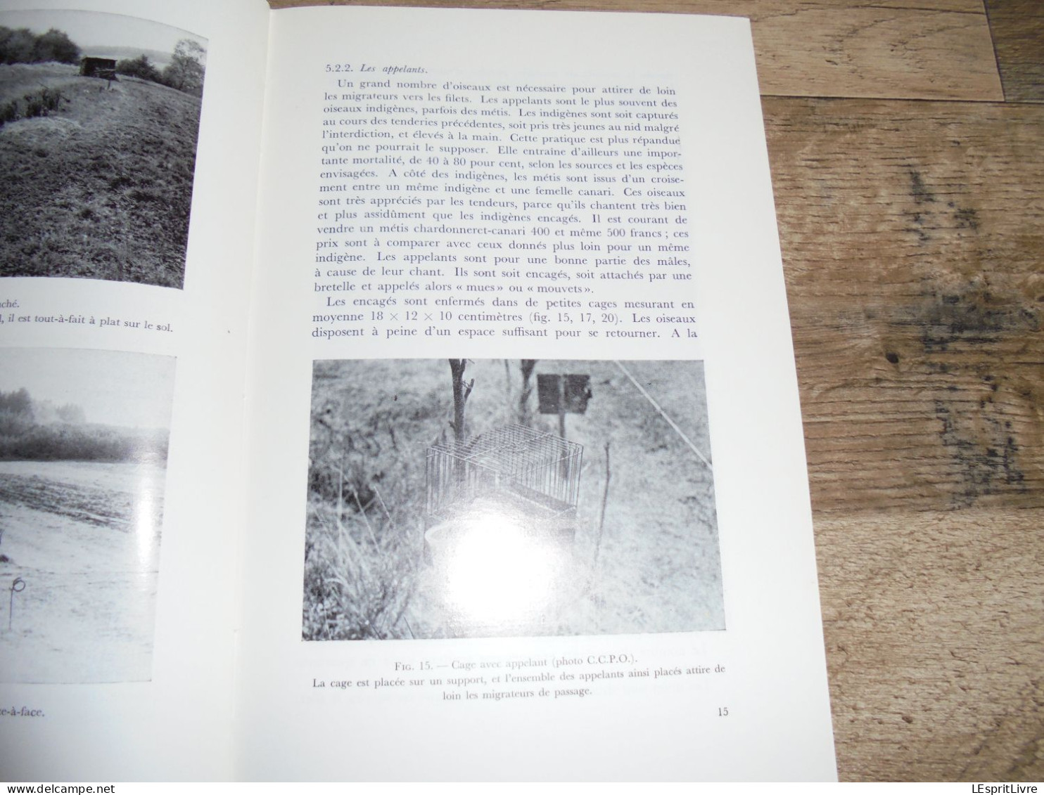 LES NATURALISTES BELGES N° 1 Année 1971 Régionalisme La Tenderie au Luxembourg Belge Oiseaux Sandre Hêtre Forêt Soignes