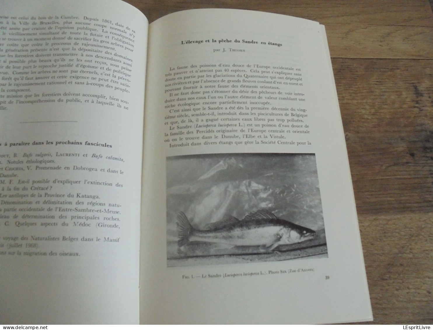 LES NATURALISTES BELGES N° 1 Année 1971 Régionalisme La Tenderie au Luxembourg Belge Oiseaux Sandre Hêtre Forêt Soignes