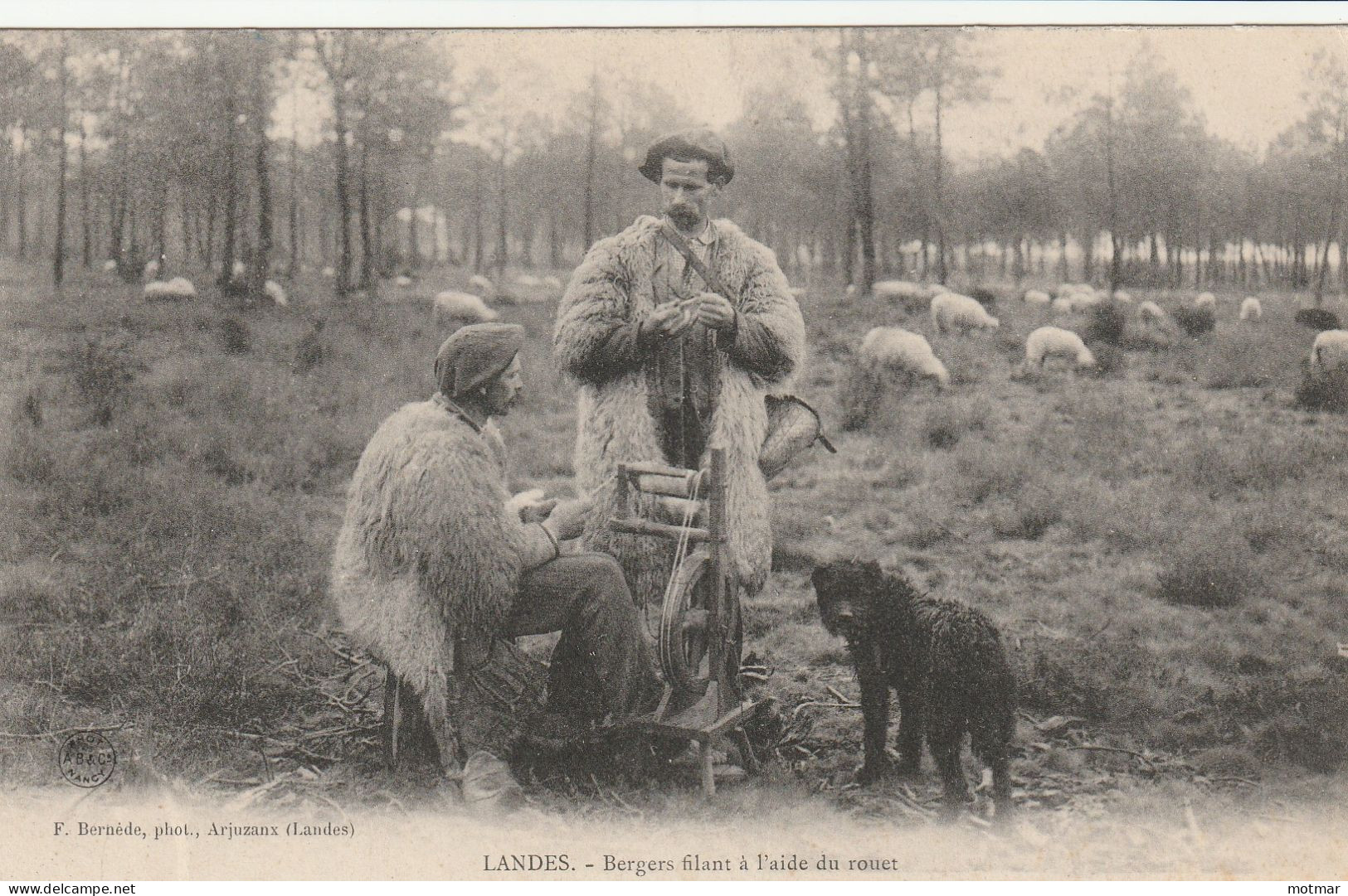 LANDES- Bergers Filant à L'aide Du Rouet - Moutons - Chien - Other & Unclassified