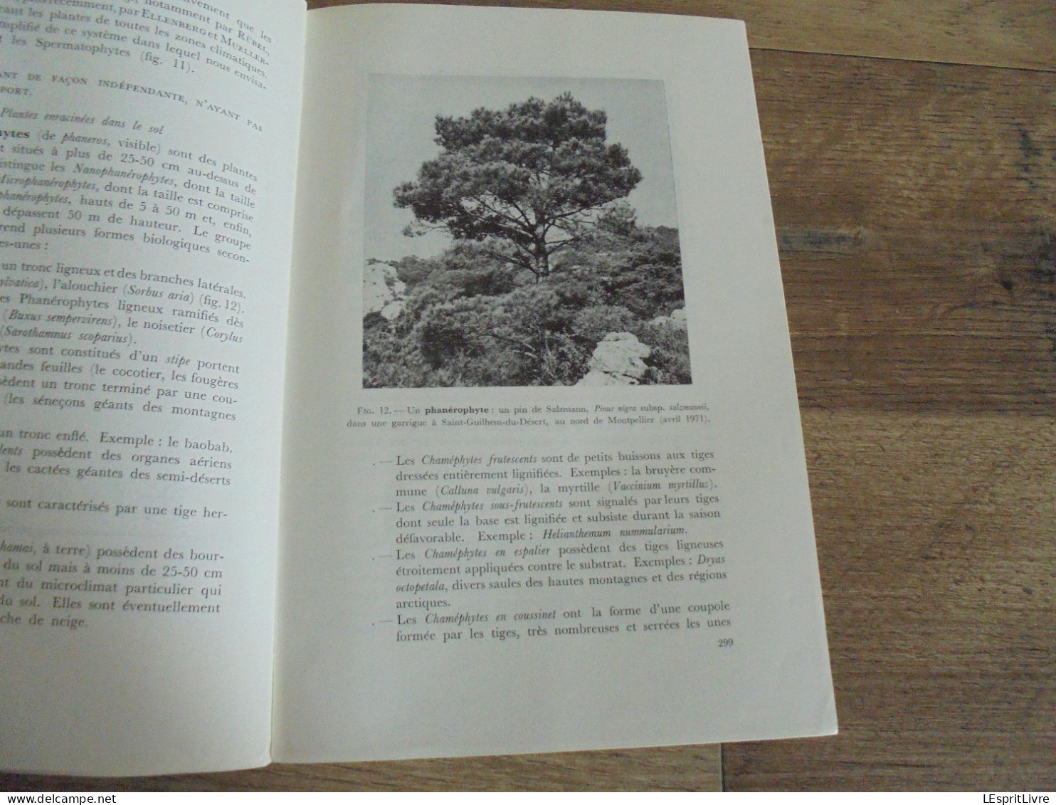 LES NATURALISTES BELGES N° 6 Année 1971 Régionalisme Etangs Eaux Douces Mirwart Ardenne Végétation Botanique Flore