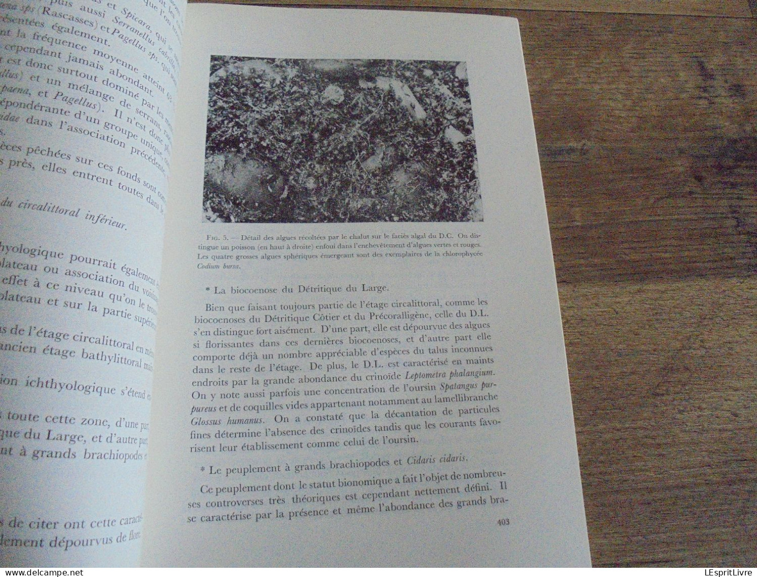 LES NATURALISTES BELGES N° 8 Année 1971 Régionalisme Pêche Sadaigne Beauchamp Champignons Végétation Botanique Flore