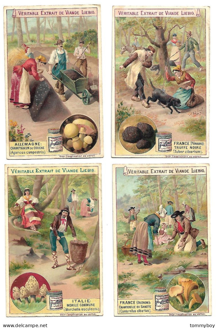 S 522 , Liebig 6 Cards, Champignons Comestibles (ref B10) - Liebig