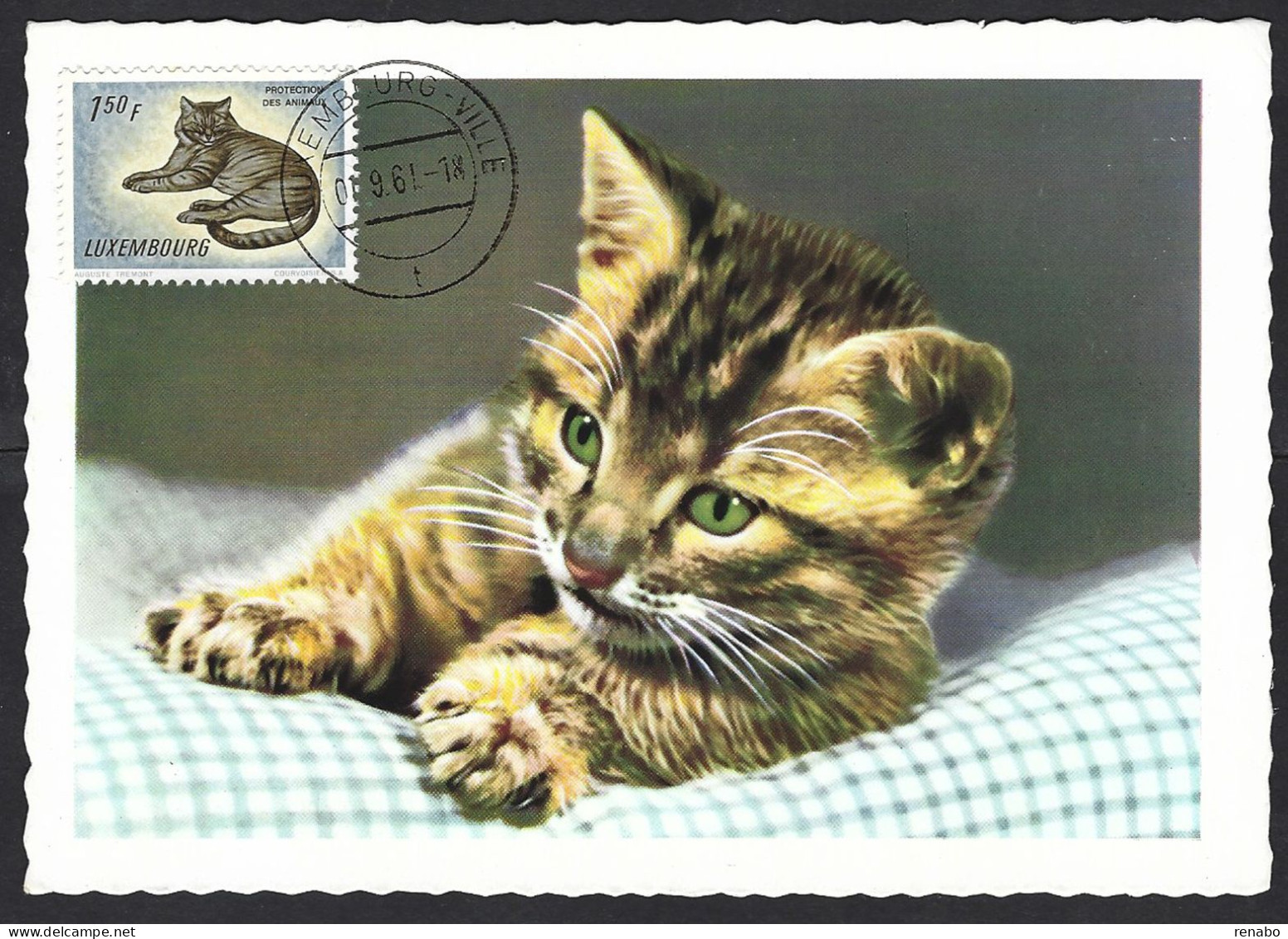 Lussemburgo, Luxembourg 1961; Cat, Gatto, Kazte, Chat; Protection Des Anumaux; Maximum Card. - Gatos Domésticos