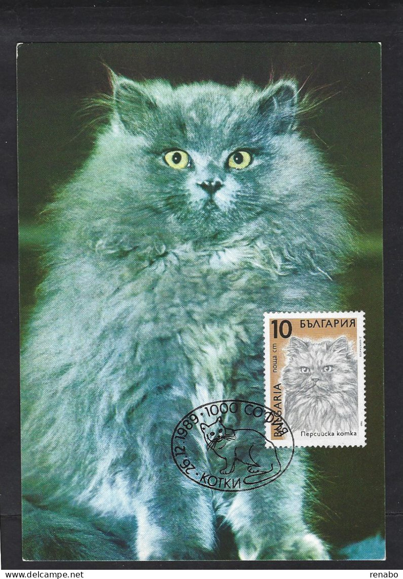 Bulgaria, Bulgarie 1989; Blu Persian Cat, Gatto Persiano Blu, Katze, Chat: Maximum Card. - Gatos Domésticos