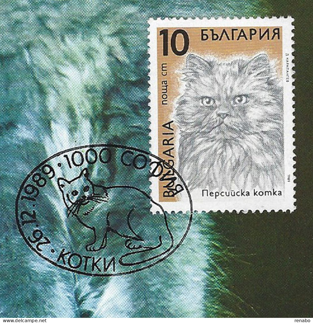 Bulgaria, Bulgarie 1989; Blu Persian Cat, Gatto Persiano Blu, Katze, Chat: Maximum Card. - Gatos Domésticos