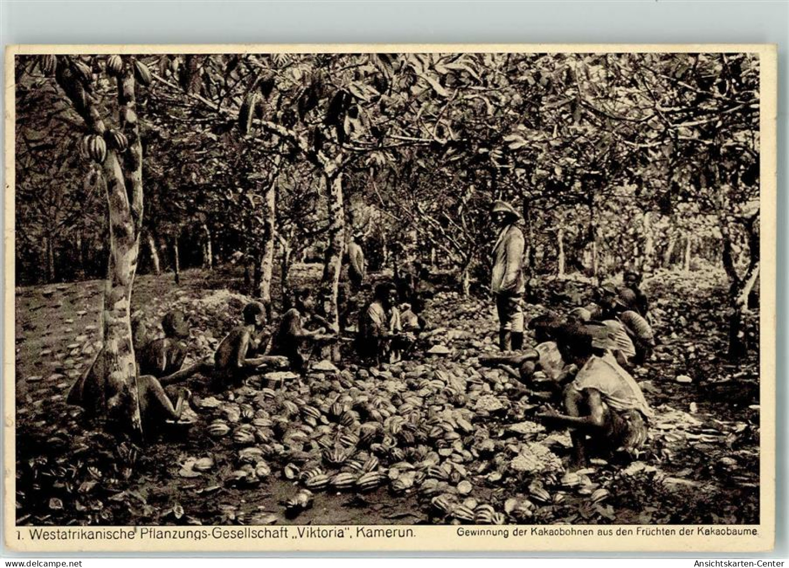 13915111 - Westafrikanische Pflanzungs Gesellschaft Viktoria Gewinnung Der Kakaobohne Aus Den Fruechten Der Kakaobaeume - Kamerun