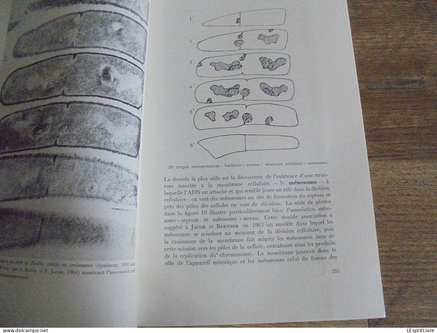 LES NATURALISTES BELGES N° 5 Année 1972 Régionalisme Bassin de la Dyle Wavre Louvain Papillon Botanique Flore