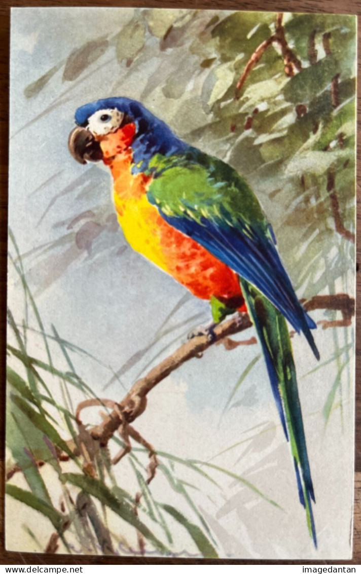 Catharina KLEIN - Perroquet - Perruche - Papagei - Wellensittich - Illustrateur Naturaliste Naturforscher Aquarelle - Klein, Catharina