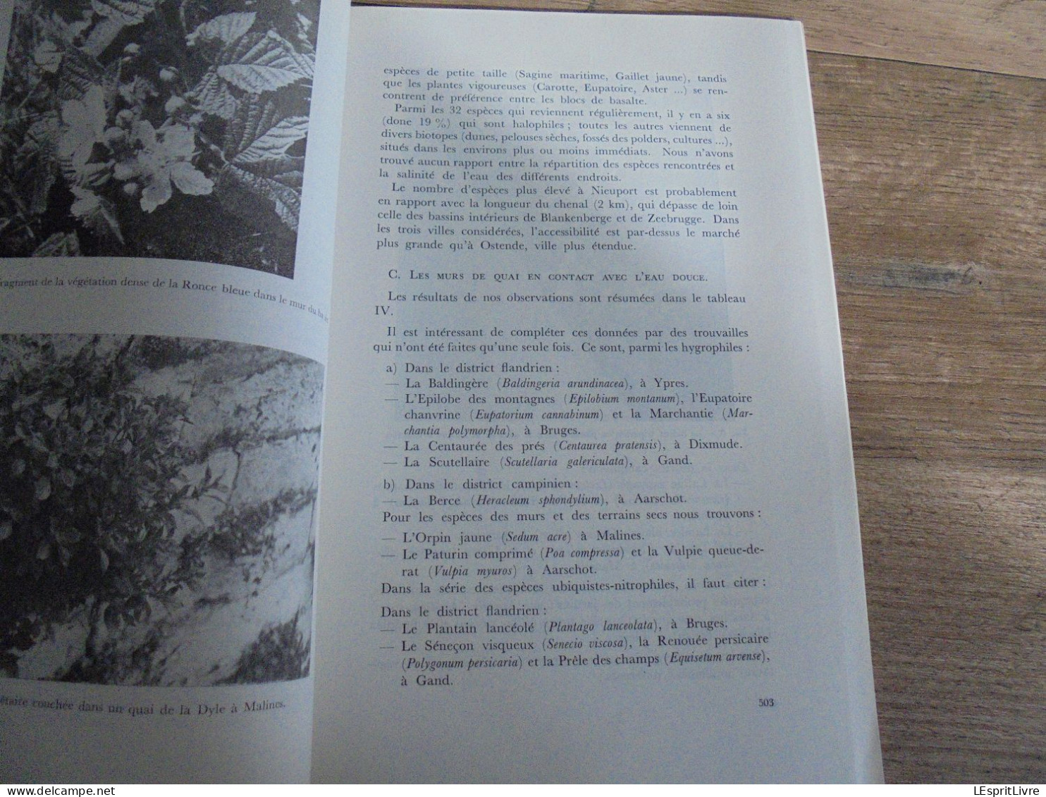 LES NATURALISTES BELGES N° 10 Année 1972 Régionalisme Crapaud Batracien Végétation Des Murs Flore Rhode Saint Genèse - Belgium