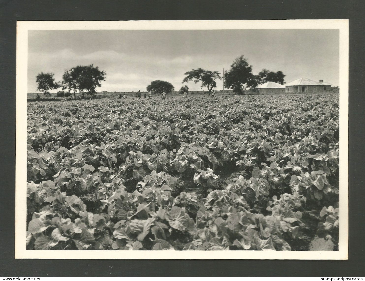 Angola Portugal Carte Diamang Compagnie Diamants Agriculture Diamants Co. 1966 Card - Angola