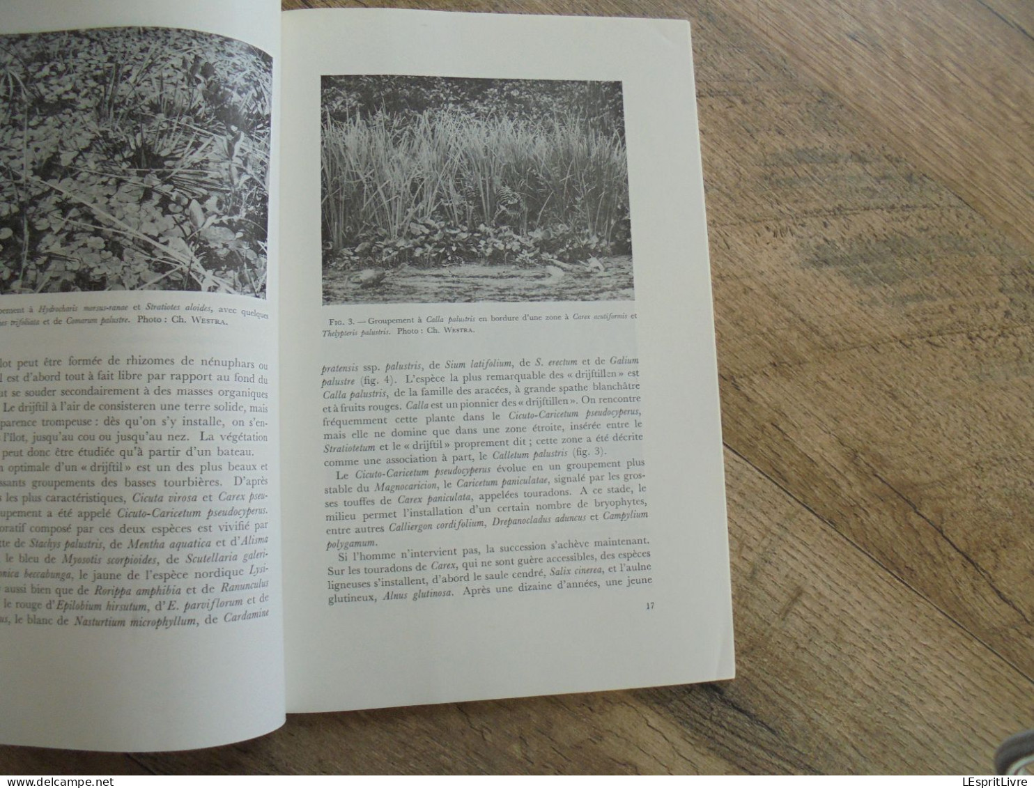 LES NATURALISTES BELGES N° 1 Année 1973 Régionalisme Marais pays bas Tourbes Géologie Végétation des Murs Flore