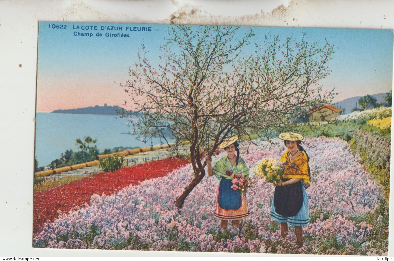 La Cote D'Azur Fleurie 06 Carte Non Circulé- Jeunes Filles En Costume Du Pays Cueuillant Dans Un Champ De Giroflées - Other & Unclassified