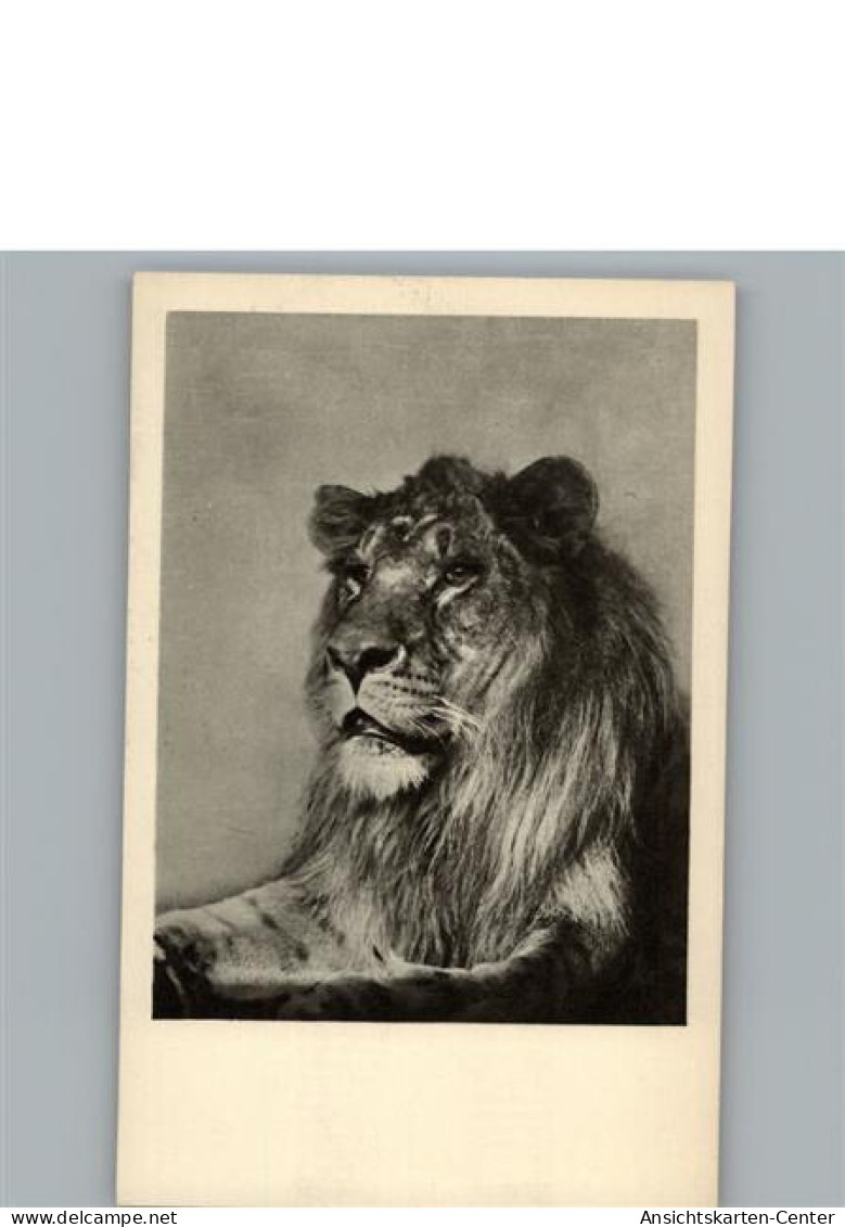 50210511 - Loewe - Lions