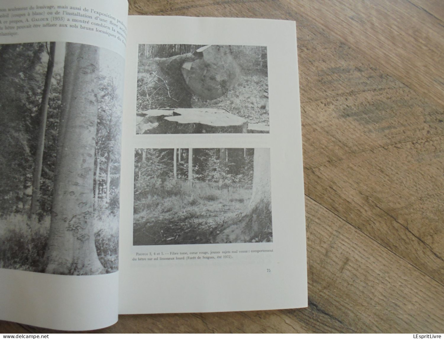 LES NATURALISTES BELGES N° 2 Année 1973 Régionalisme Soignes Hêtre Bois Hêtraie Forêt Guppy Truite Végétation Flore