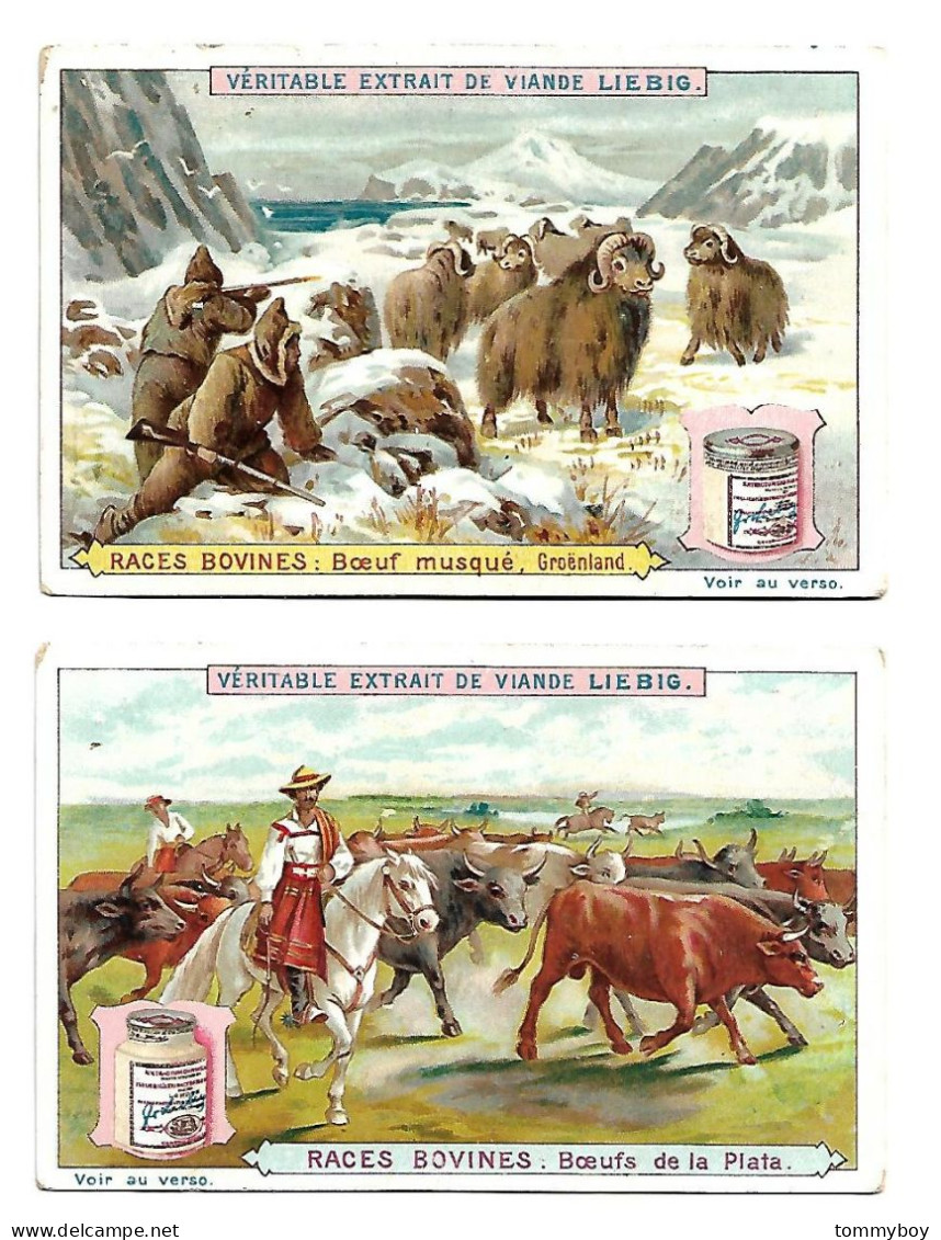 S 503, Liebig 6 Cards, Races Bovines  (ref B10) - Liebig