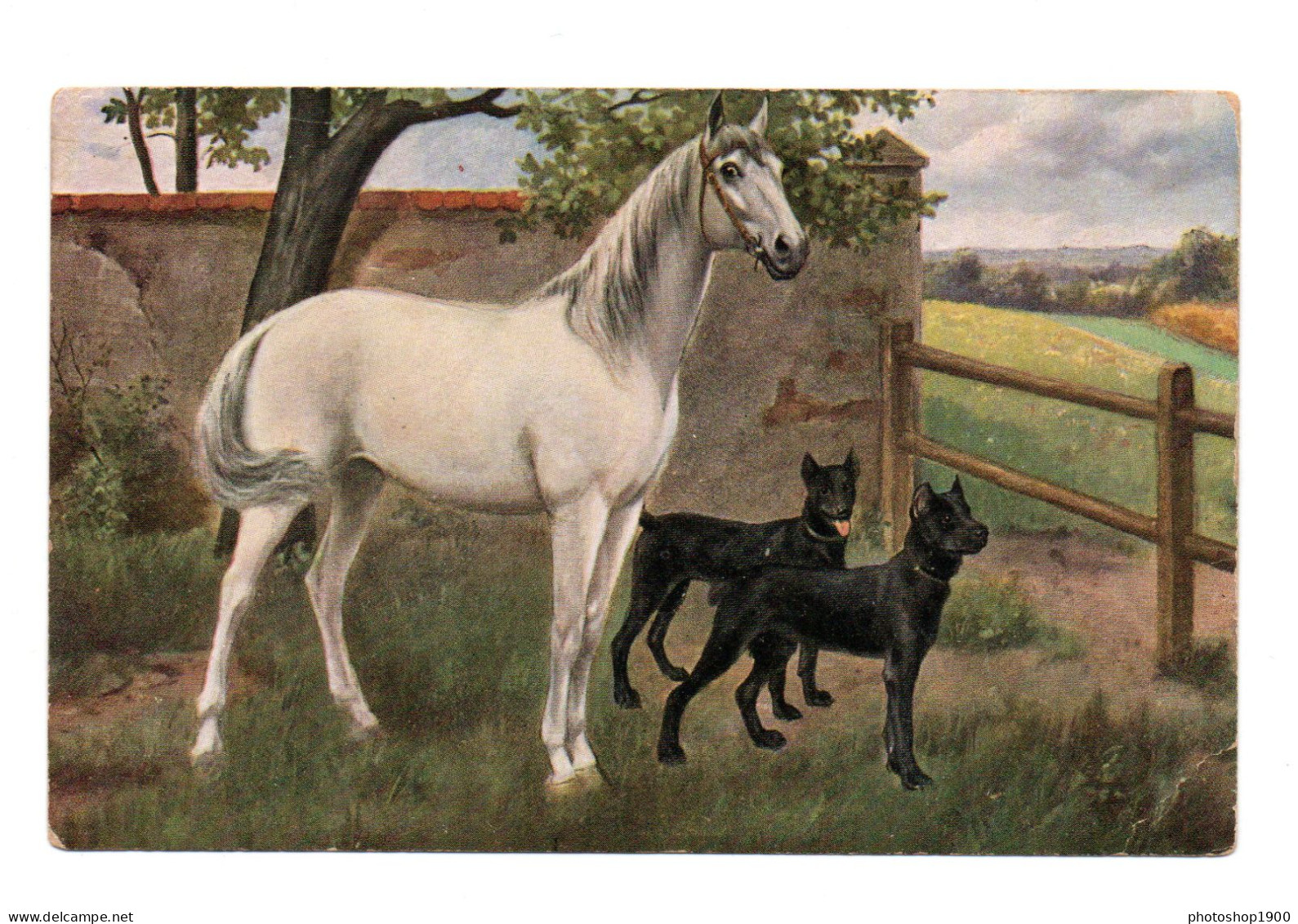 Illustrateur. Cheval Blanc Et Chiens - Horses
