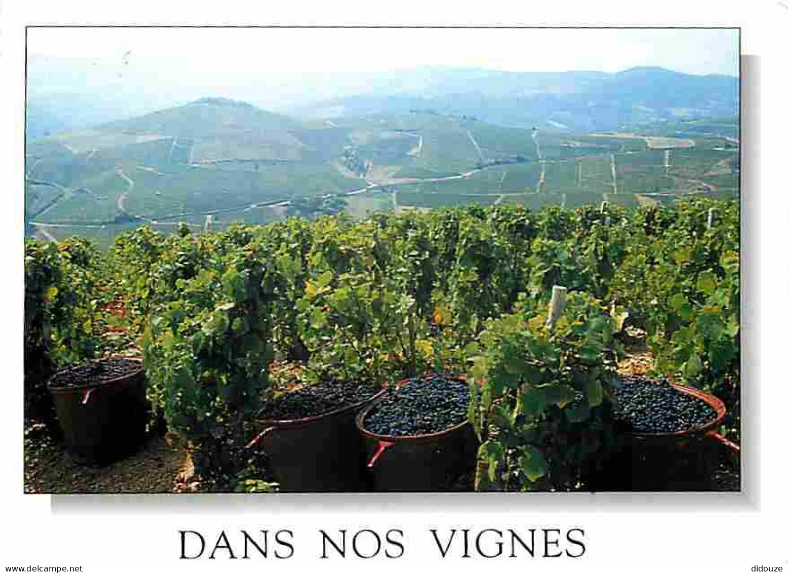 Vignes - Dans Nos Vignes - Vignoble Pendant Les Vendanges - Vendanges - Raisins - Vin - CPM - Voir Scans Recto-Verso - Wijnbouw