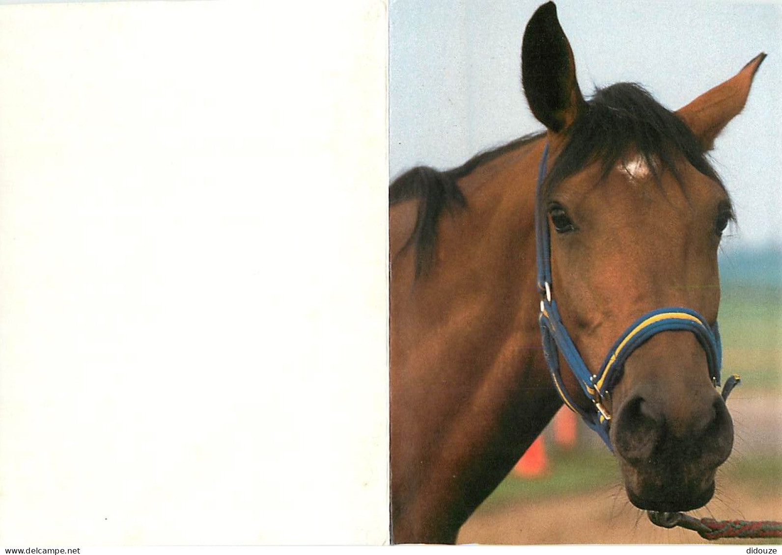 Format Spécial - 148 X 109 Mms Repliée - Animaux - Chevaux - Portrait - Tête De Cheval - Carte Neuve - Frais Spécifique  - Horses