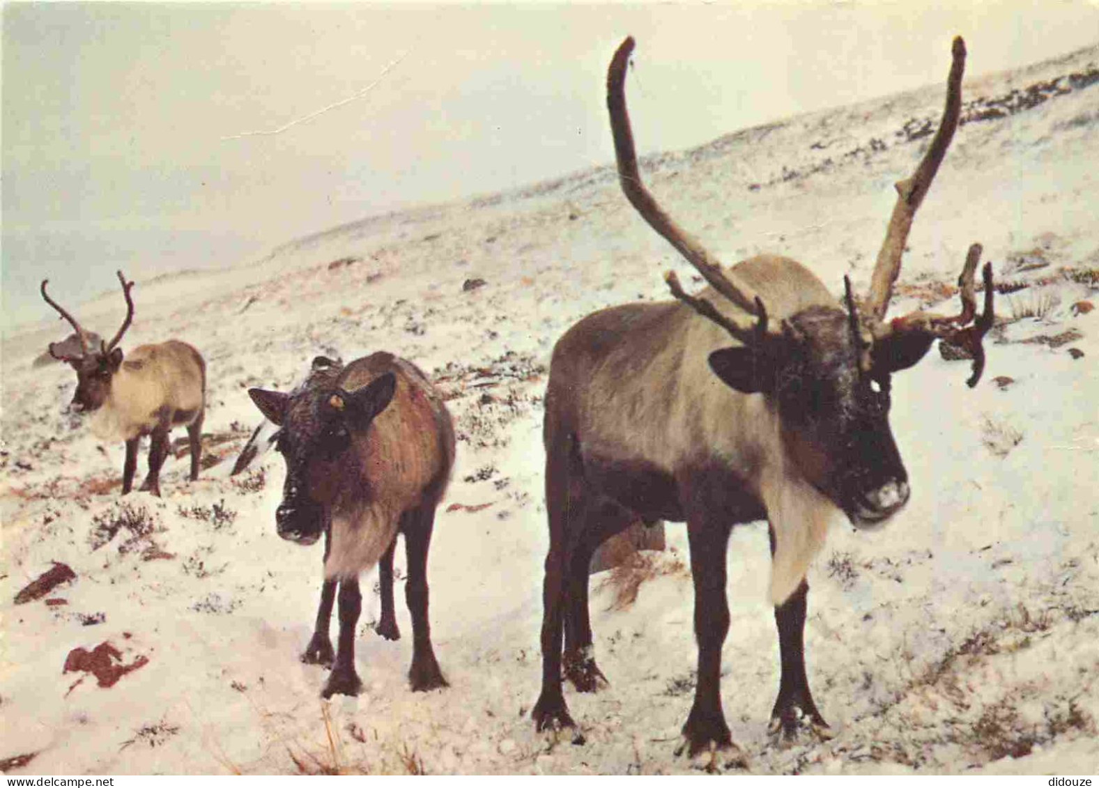 Animaux - Renne - Some Of The Reindeer - Nearthe Chairlift Buildings In The Cairngorm Mountains - CPM - Voir Scans Recto - Other & Unclassified