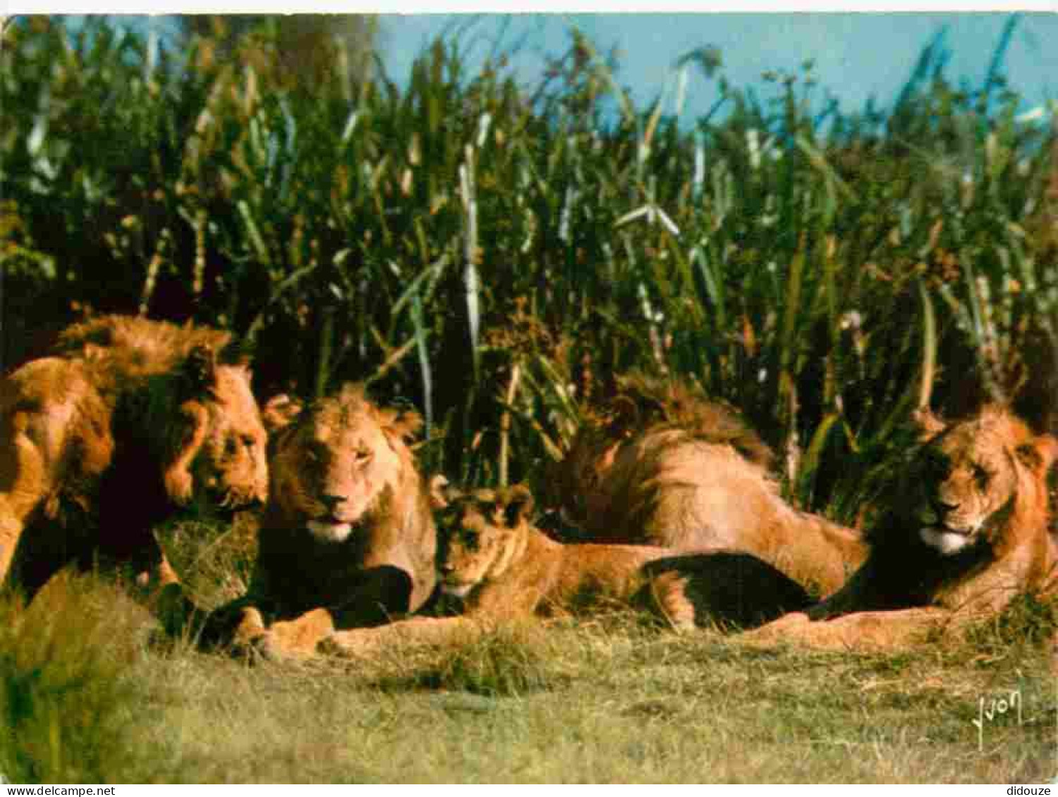 Animaux - Fauves - Lion - Animaux D'Afrique En Liberté - Lions Et Lionnes - CPM - Voir Scans Recto-Verso - Löwen