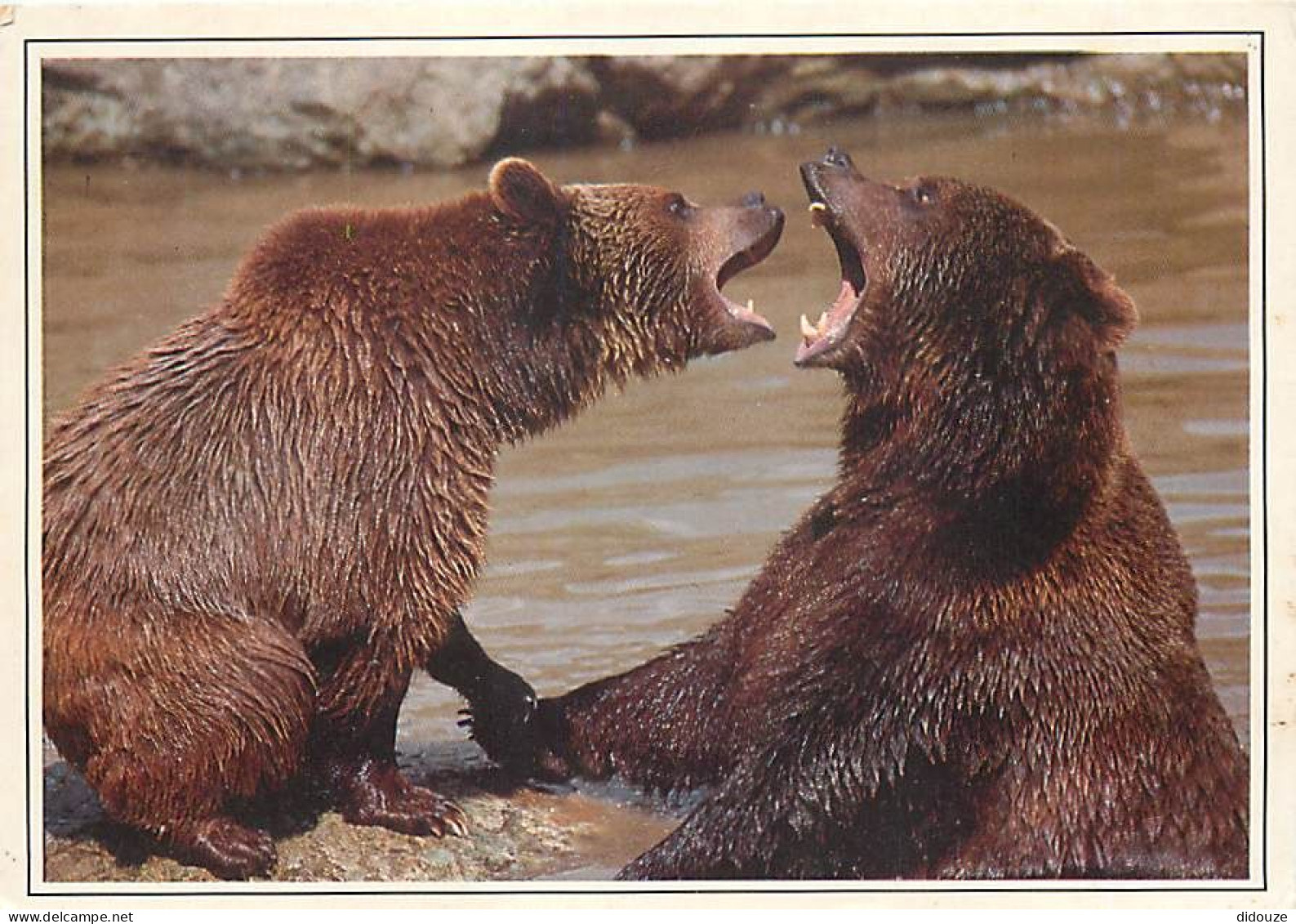 Animaux - Ours - Ours Brun - Bear - CPM - Voir Scans Recto-Verso - Bären