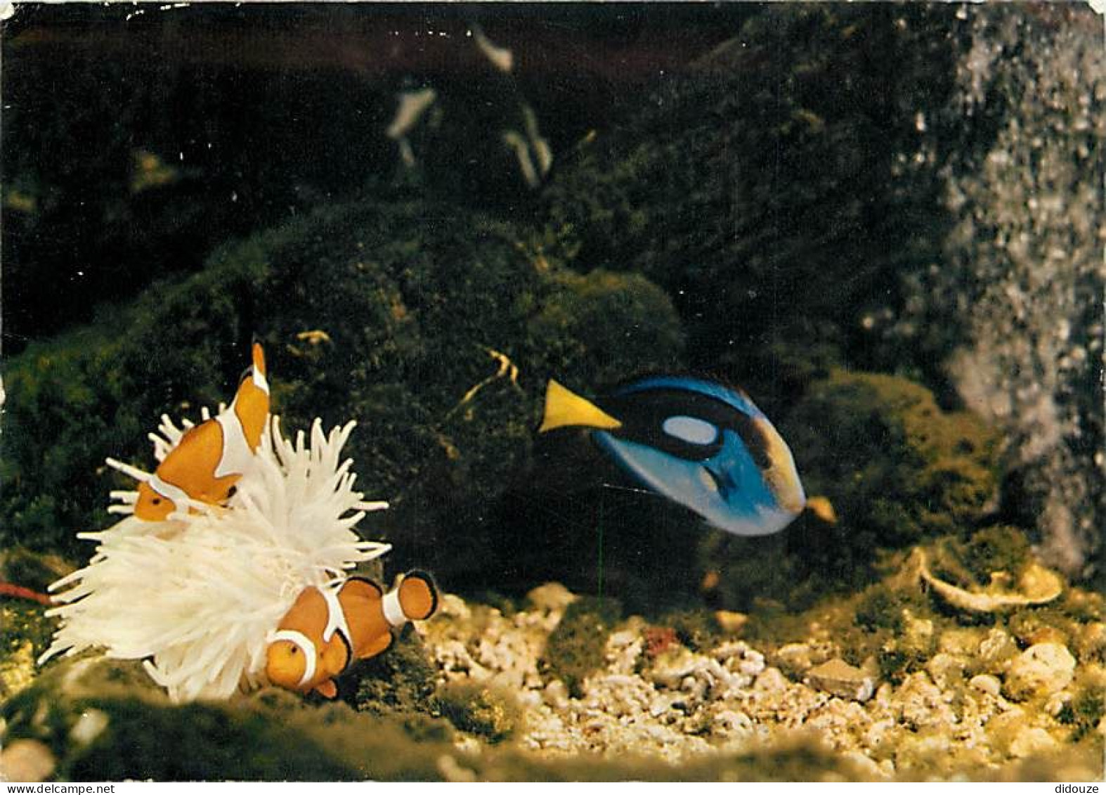 Animaux - Poissons - Palais De La Découverte De Paris - Etude Du Commensalisme - En Salle De Biologie, Présentation Dans - Fish & Shellfish