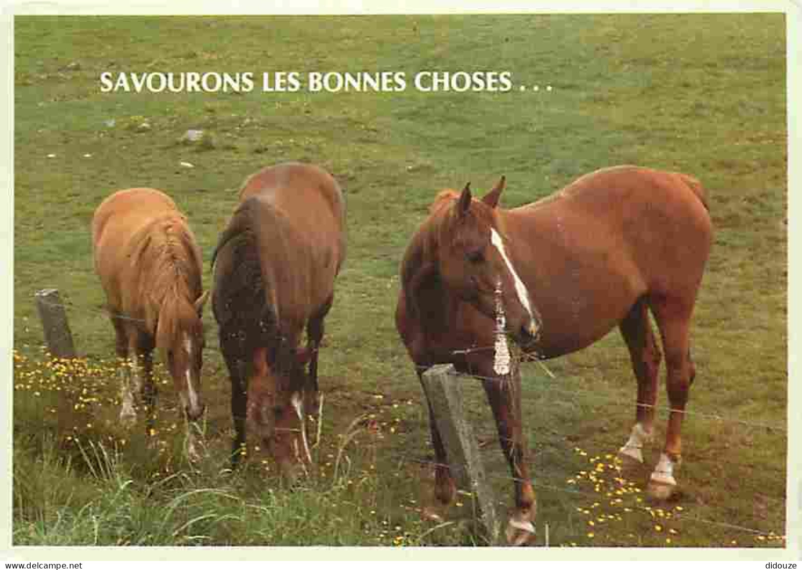 Animaux - Chevaux - Jument Et Son Poulain - Voir Scans Recto Verso  - Horses