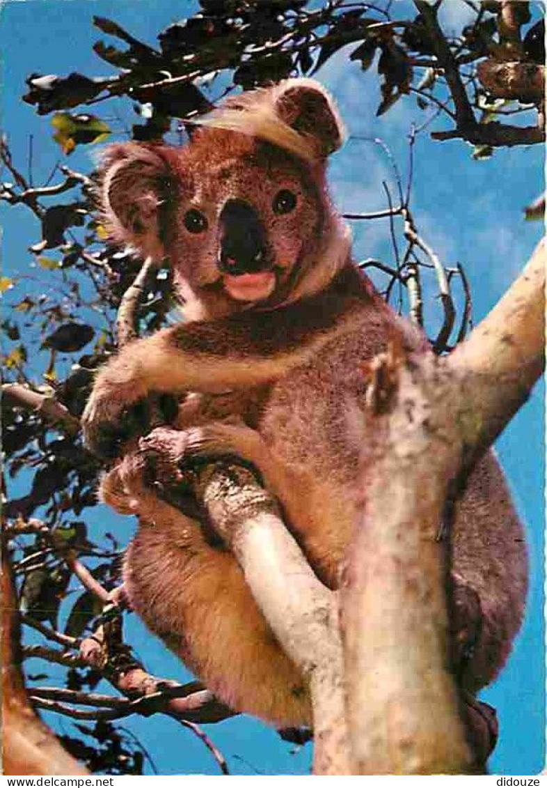 Animaux - Koalas - CPM - Voir Scans Recto-Verso - Other & Unclassified