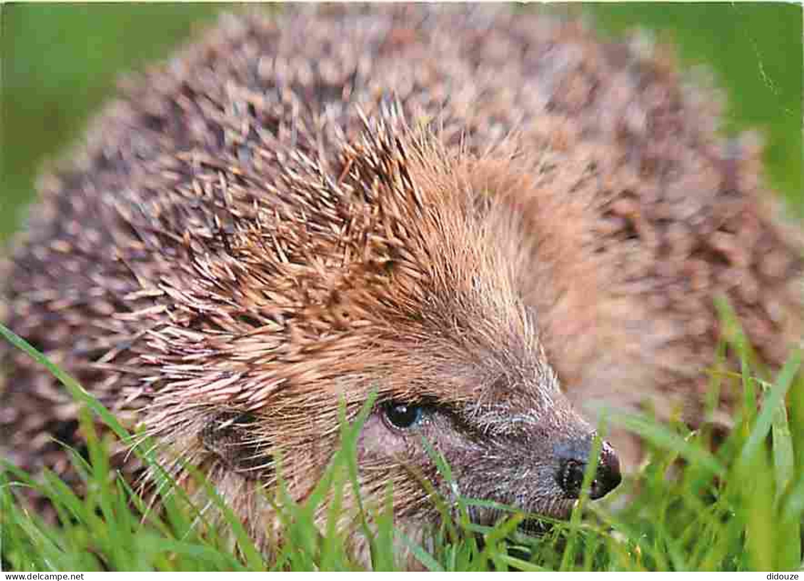 Animaux - Hérisson - CPM - Voir Scans Recto-Verso - Sonstige & Ohne Zuordnung