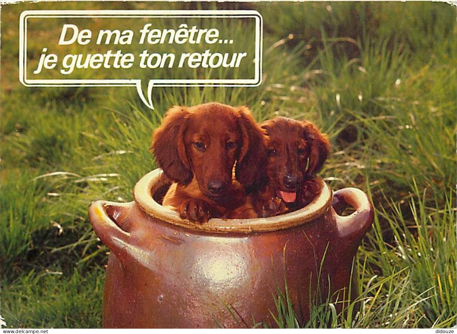 Chiens - CPM - Voir Scans Recto-Verso - Dogs