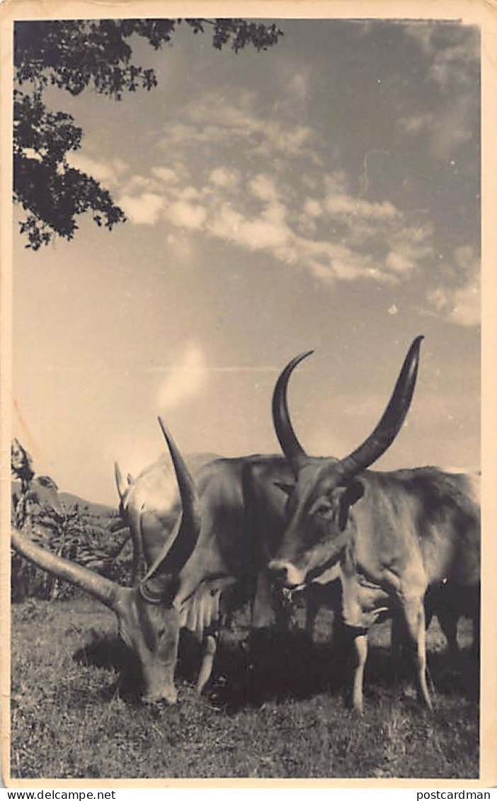 Rwanda - KABGAYI-Cattle - REAL PHOTO - Publ. Eric Weymeersch  - Rwanda